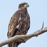 12SB4312 Immature Bald Eagle